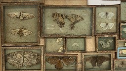Insect specimens at natural history museum