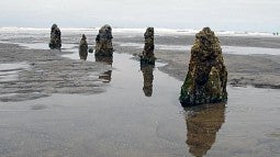 Ancient tree remains from the subduction zone quake in 1700