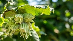 Hazelnuts on the tree