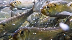 Fish during spring migration in Maine