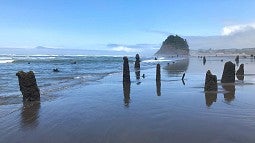 Neskowin ghost forest