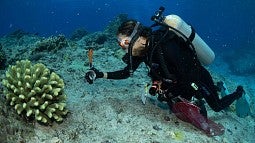 Svetlana Maslakova searches for ribbon worms in the ocean