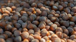 A bin full of harvested hazelnuts