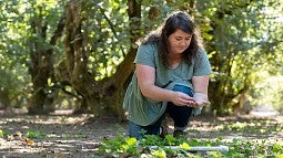 Marissa Lane-Massee checking the cover crop in a hazelnut orchard