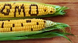 Ear of corn with kernals spelling GMO