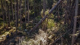 Researchers hiking through a forest