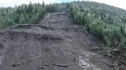 A landslide gouged through an Alaskan forest