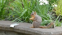 squirrel