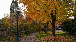 Sidewalk path with light poles and a tree in fall colors