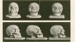 Casts of the skulls of Schubert, Haydn and Beethoven