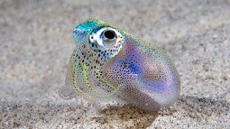 A tiny bobtail squid.