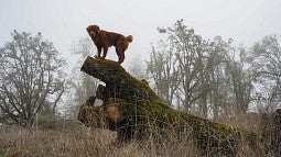 A truffle-sniffing dog on a tree stump on a foggy day