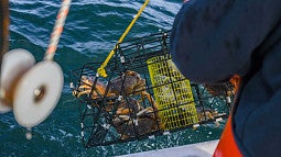Dungeness crabs in a trap being hauled into a boat