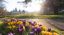 purple and yellow flowers along a walkway with sunshine