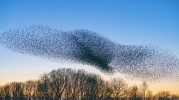 Flock of birds in a winter sky