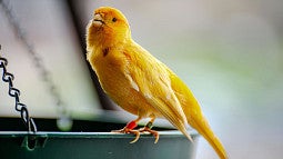 Canary perched on a bird feeder