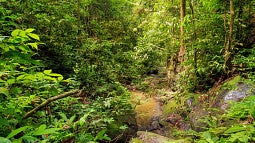 A forest with lush green vegetation and running water