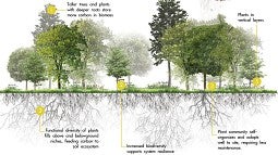 Diagram of trees, plants and root systems