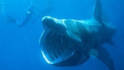 Basking shark