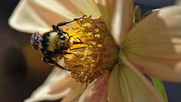 Bumblebee on flower