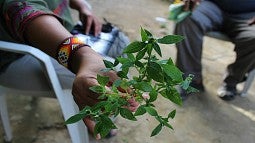 Woman holding medicinal plant