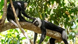 Colobus monkeys