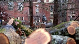 Sawn tree trunks and limbs near Pioneer Mother statue.