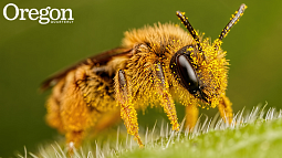 Bee spring cover