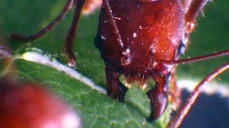 A leafcutter ant biting into a leaf