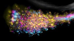 Colonies of bacteria in a zebrafish gut 