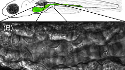 Image shows drawing of zebrafish and a view of its gut 