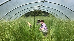 Lauren Hallett's research site in the foothills of the Sierra Nevada in northern California