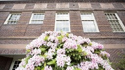 Rhododendrons in bloom