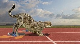 Cheetah on starting line of a track