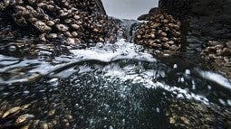 Gooseneck barnacles
