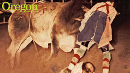 Jesse Ellison's father distracting a bull from goring imperiled rodeo legend Ronnie Rawson. Photograph courtesy Jesse Ellison