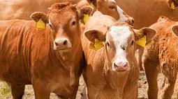 Cows