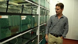 Bill Cresko looks over his collection of threespine stickleback used in his research