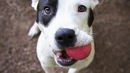 UO's Museum of Natural and Cultural History celebrates National Dog Day Aug. 26