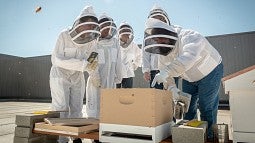 Students inspecting beehives