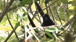 Brown-headed spider monkey