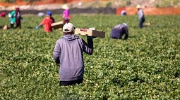Farmworkers harvesting crops