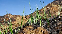 New growth after wildfire