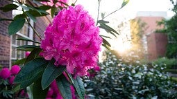 Rhododendron in bloom