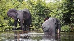 Forest elephants