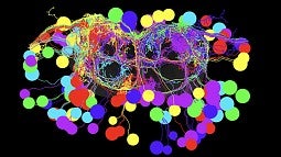 Cross section of fruit fly ventral cord showing motor neurons that respond to a wasp