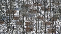 Photo shows experimental plots used at Harvard Forest in Massachusetts as part of the PNAS study