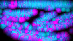Bacteria with genetic switches illuminated