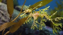 Leafy sea dragon