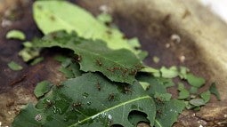 Leafcutters at work on a leaf